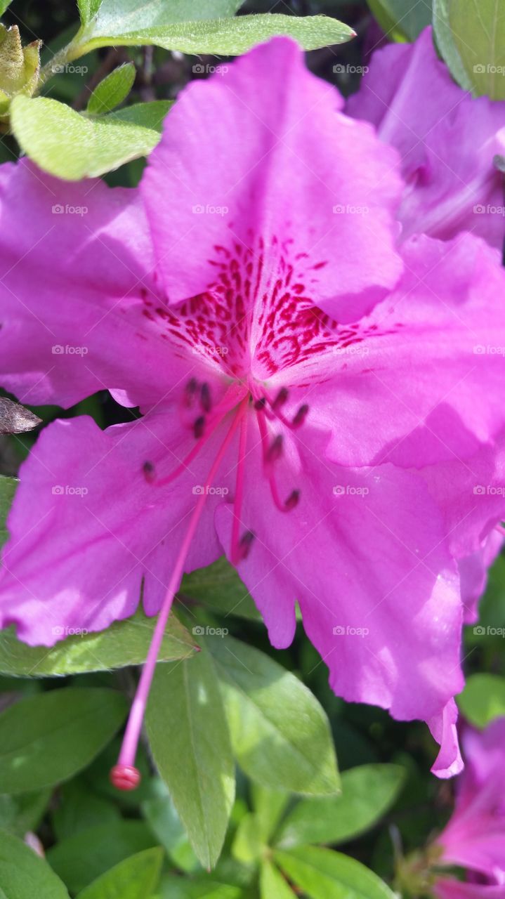 Pink Azalea Bloom