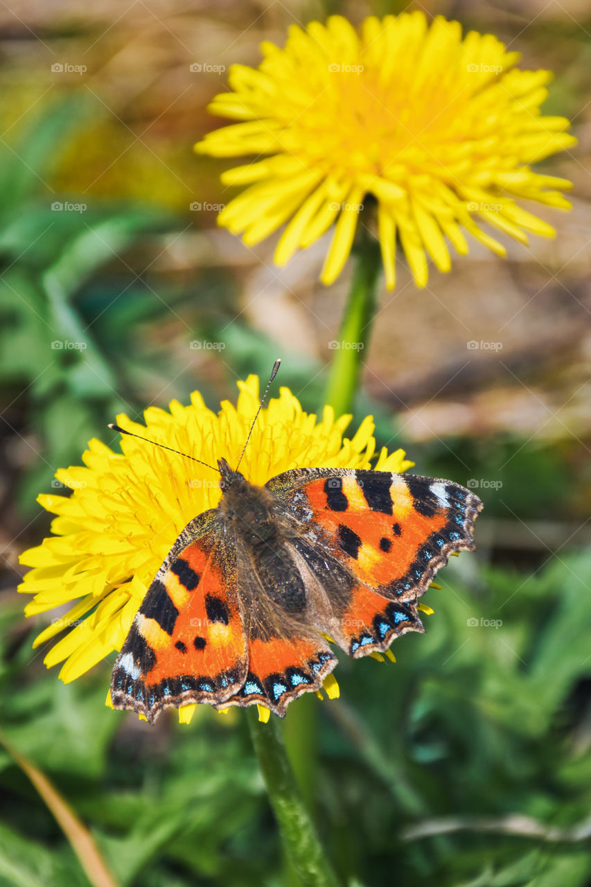 Butterfly on dandelion