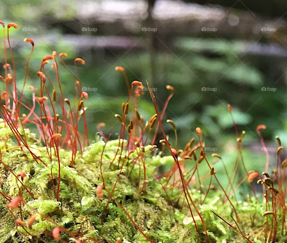 Moss. Macrophoto: moss in the forest 