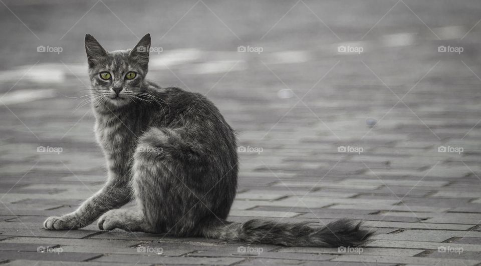 Cat sitting on street