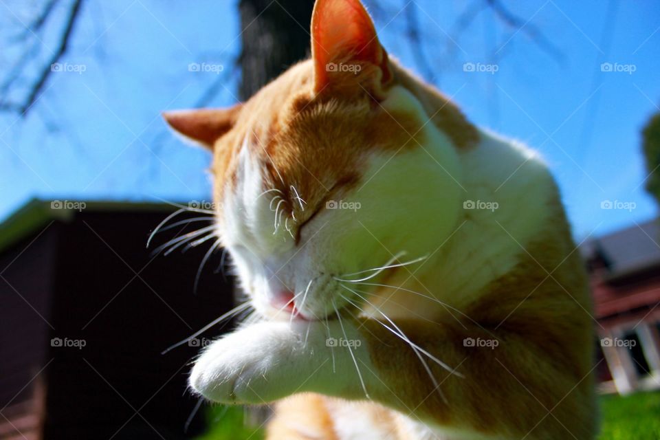 Cat Shower - orange cat cleaning himself by licking his paws