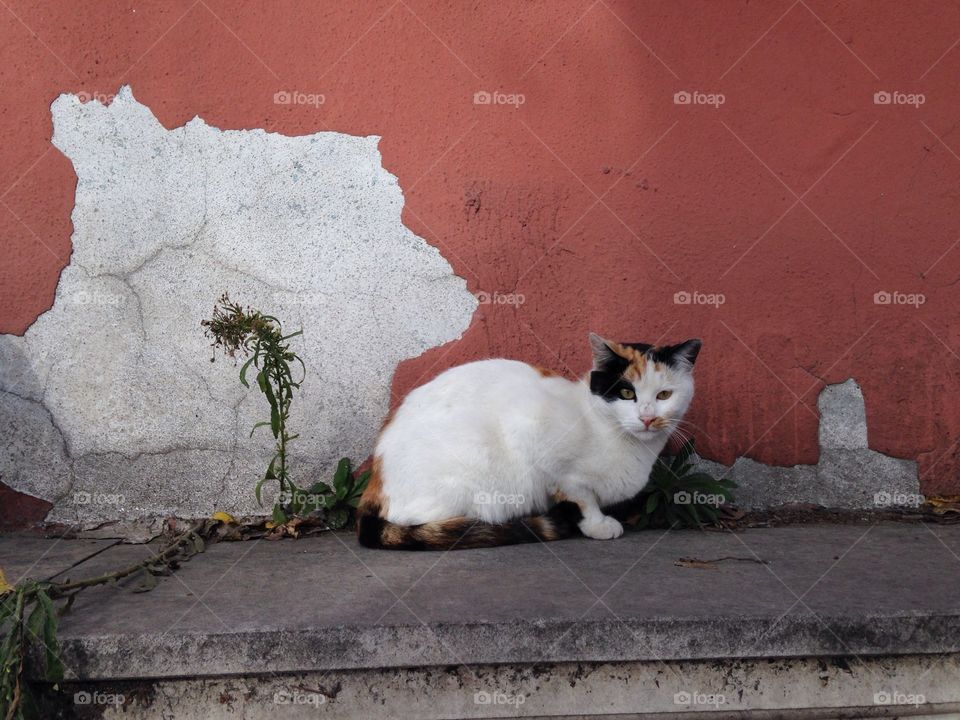 Three colored cat at the bright wall 