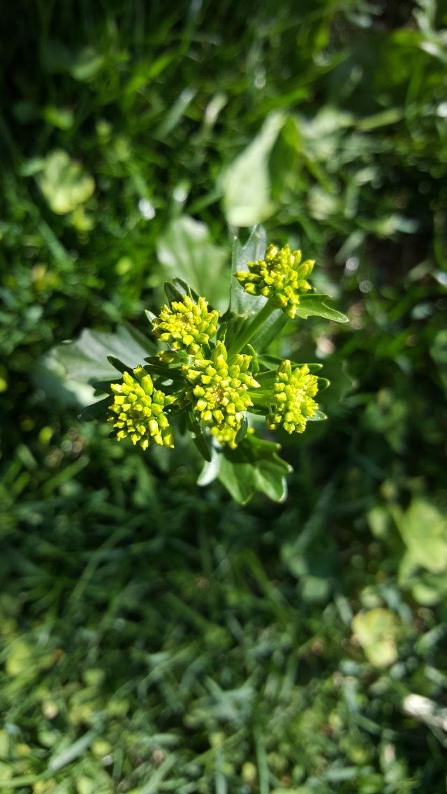 green