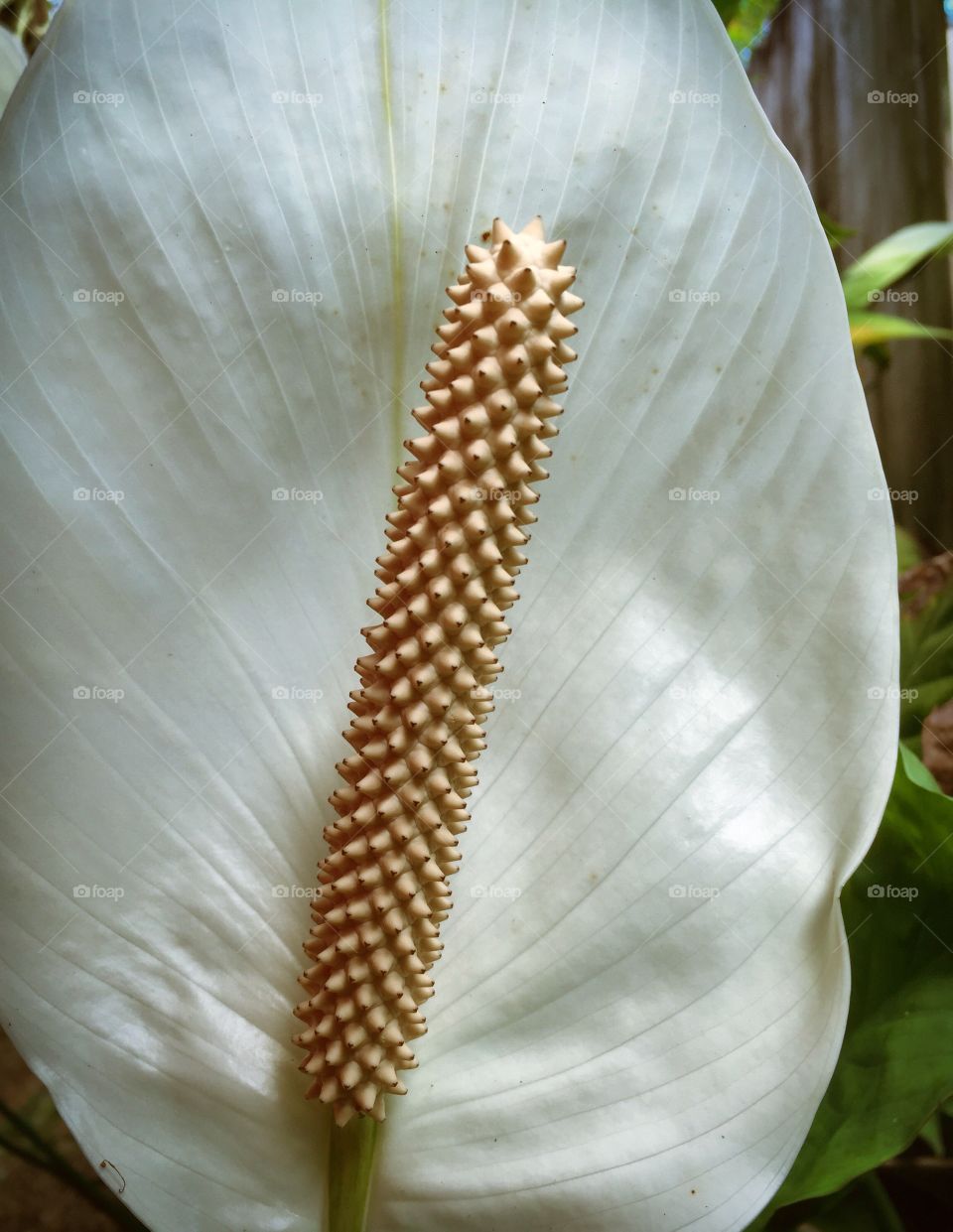 PEACE LILY 