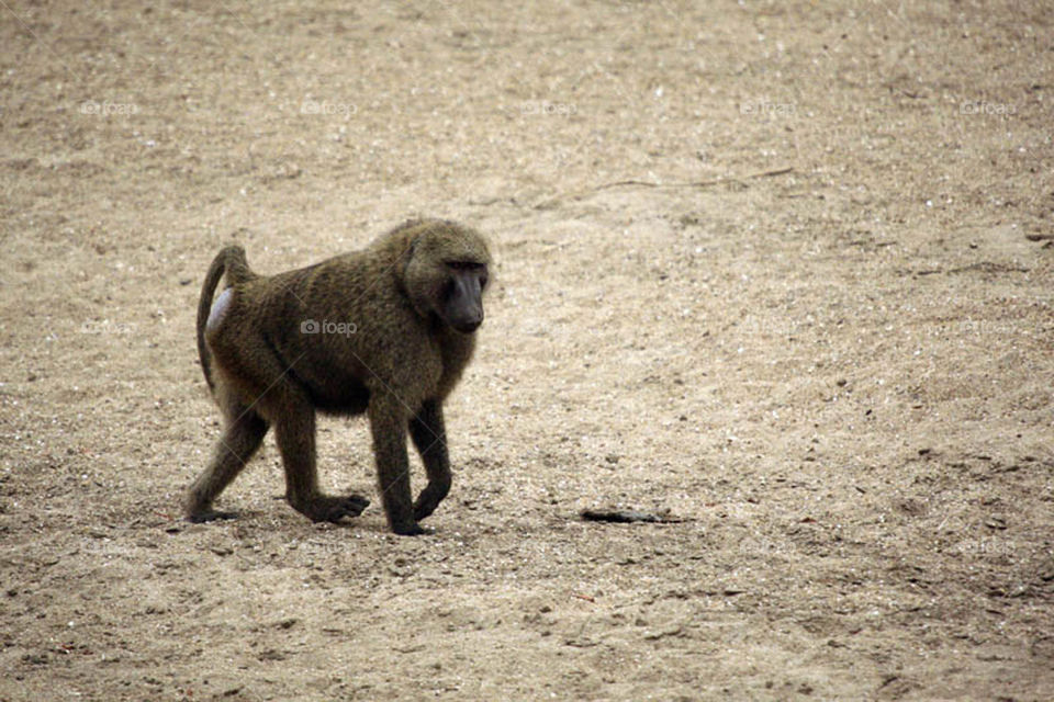 My first experience in filming wildlife in Dandar Nature Reserve in Sudan