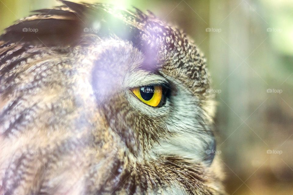 Owl see you