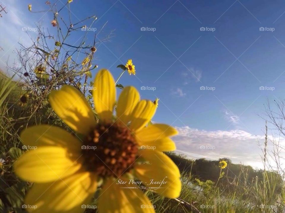 #nature #blessed #flora #flowers #flowerstalking  #texas #sanantoniotx #2016 #yellow #insect #insects #flies #instaflies #naturaleza #naturephotography #green #weird #capture #photoaday #photoaddict #photoart #photographer #yellow #farm #gopro
