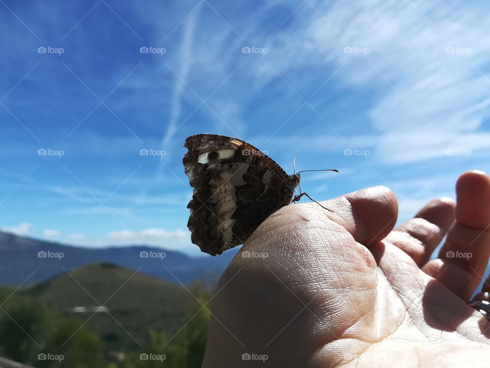 Butterfly resting on the hand