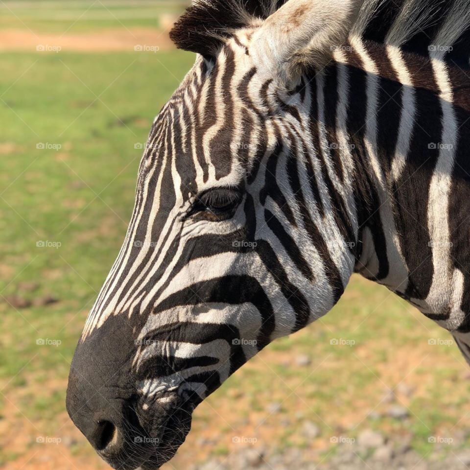 Zebra 