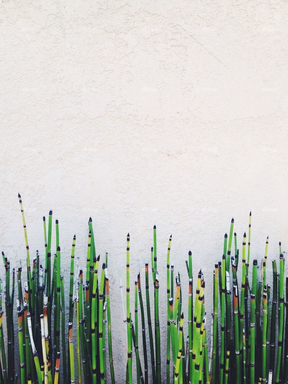 Bamboo against white wall