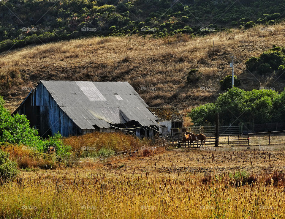 Barn with horses on the California coast