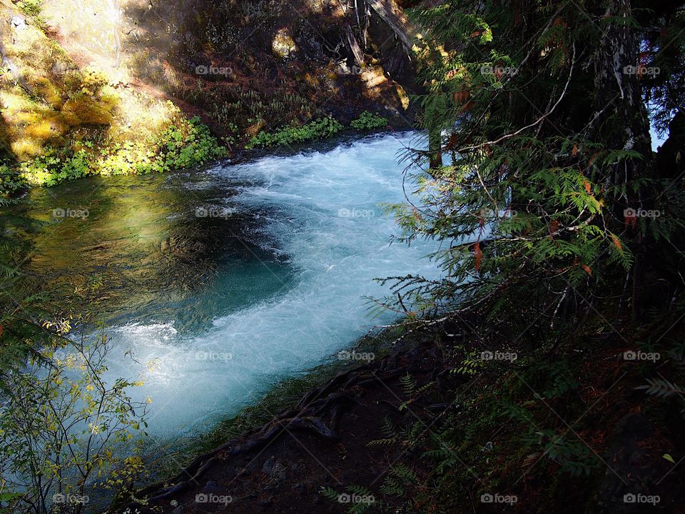 The beautiful McKenzie River in Western Oregon near its headwaters with whitewater and rapids flowing through a canyon covered in trees and greenery on a fall morning at sunrise. 