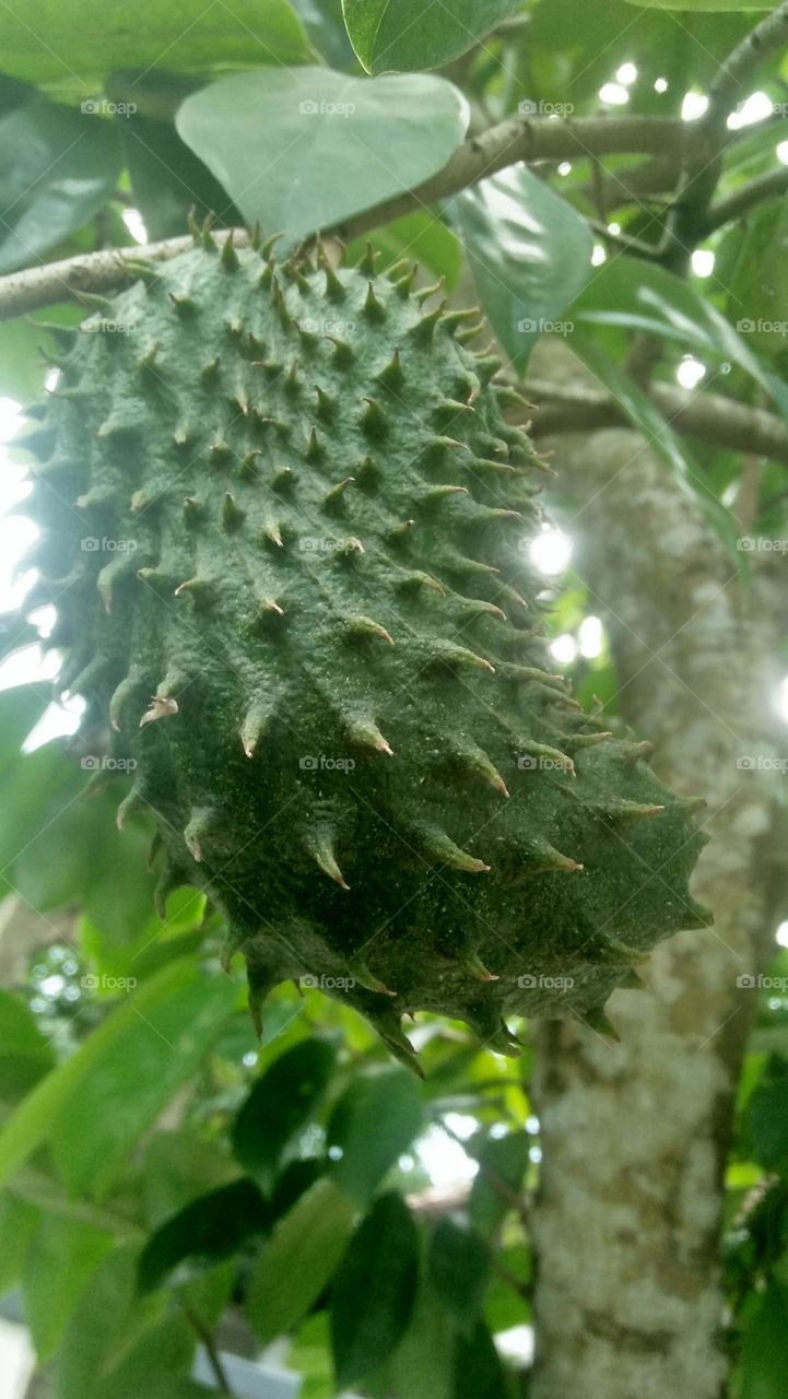 soursop