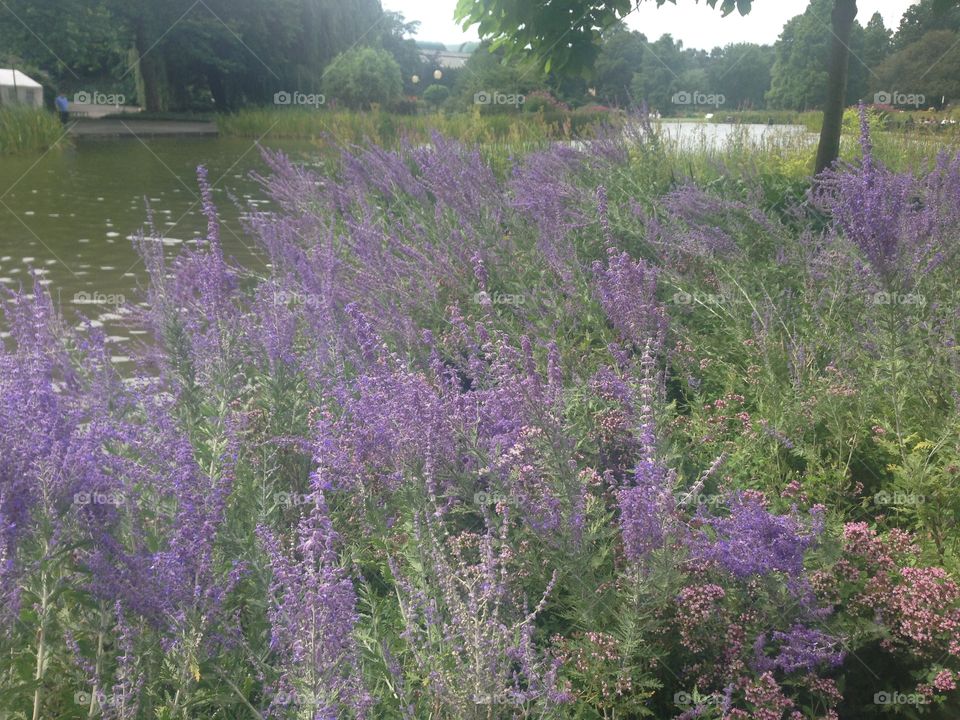 Lavanda