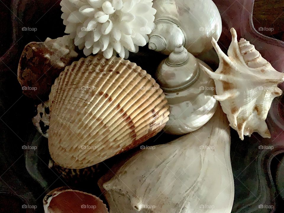 Assorted shells 