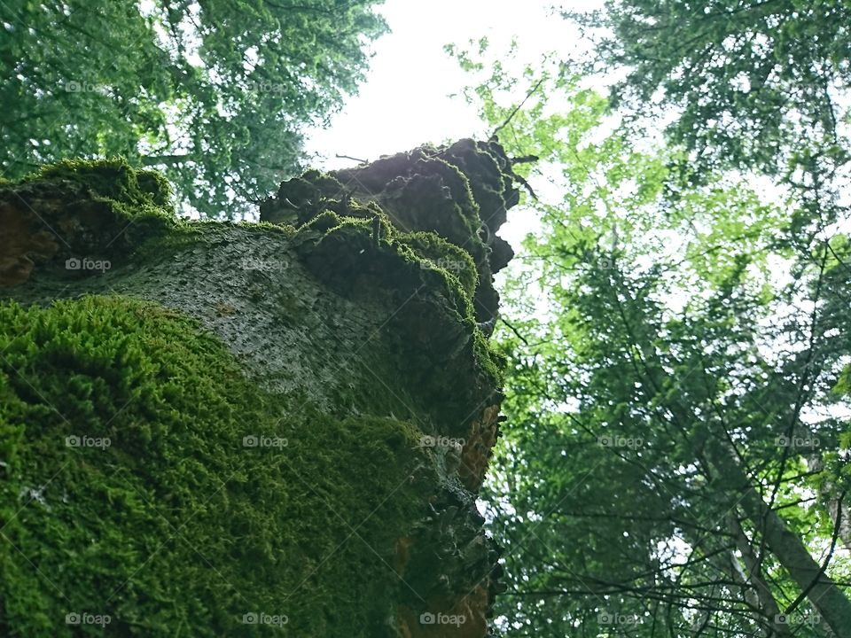 巨木と苔 big tree
