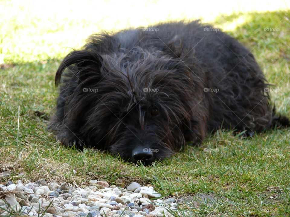 Dog lying on grassy field in Piechowice, Poland.