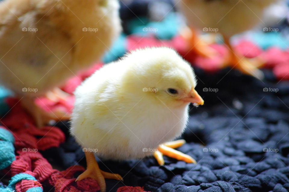 baby cute chick