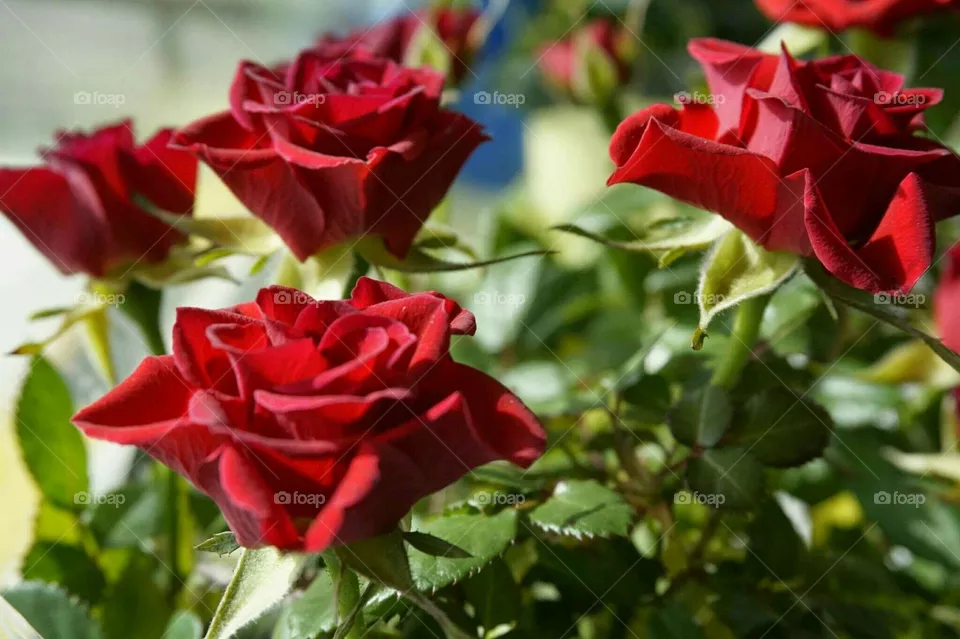 rose