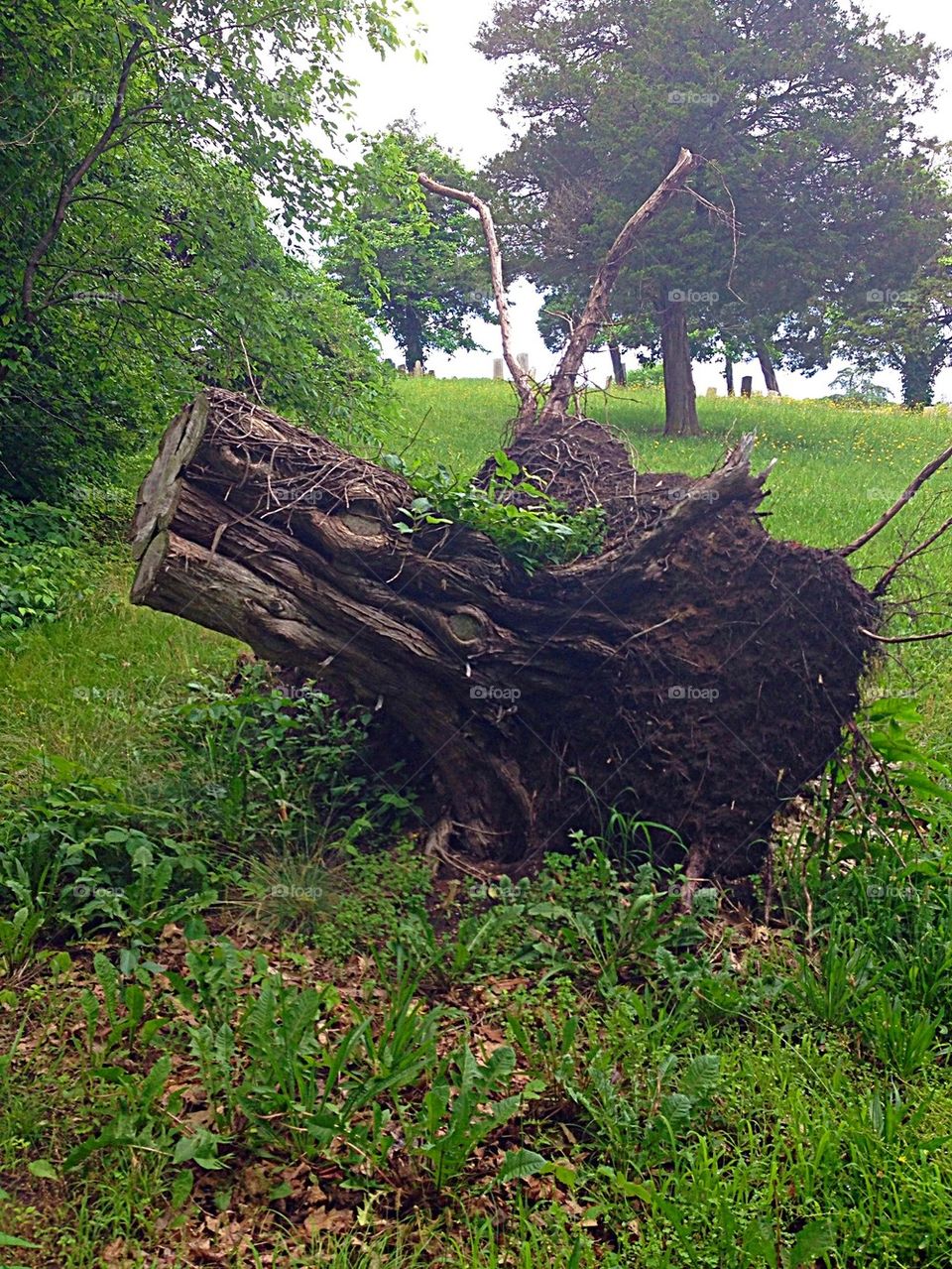 Tree up rooted in westerly Rhode Island