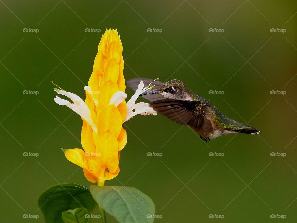 hummingbird feeding from shrimp plant