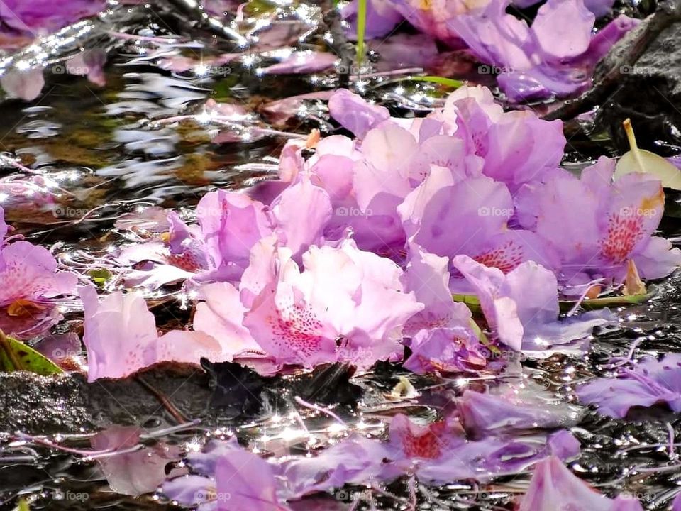 Rhododendron petals in the water