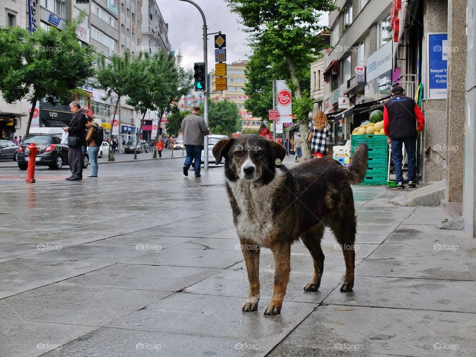 Street dog. Picture was taken inIstanbul. 