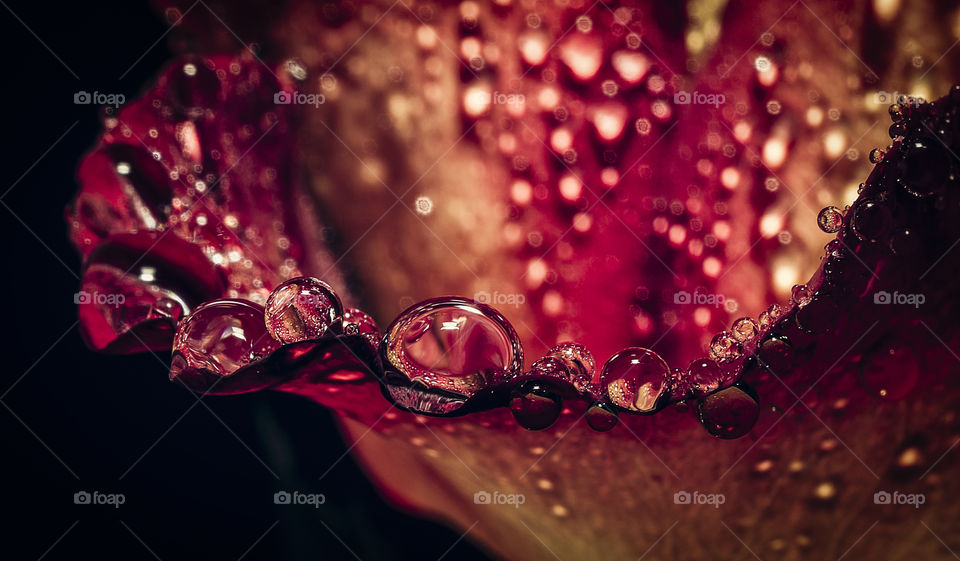 Rose. Drops. Zoomed.