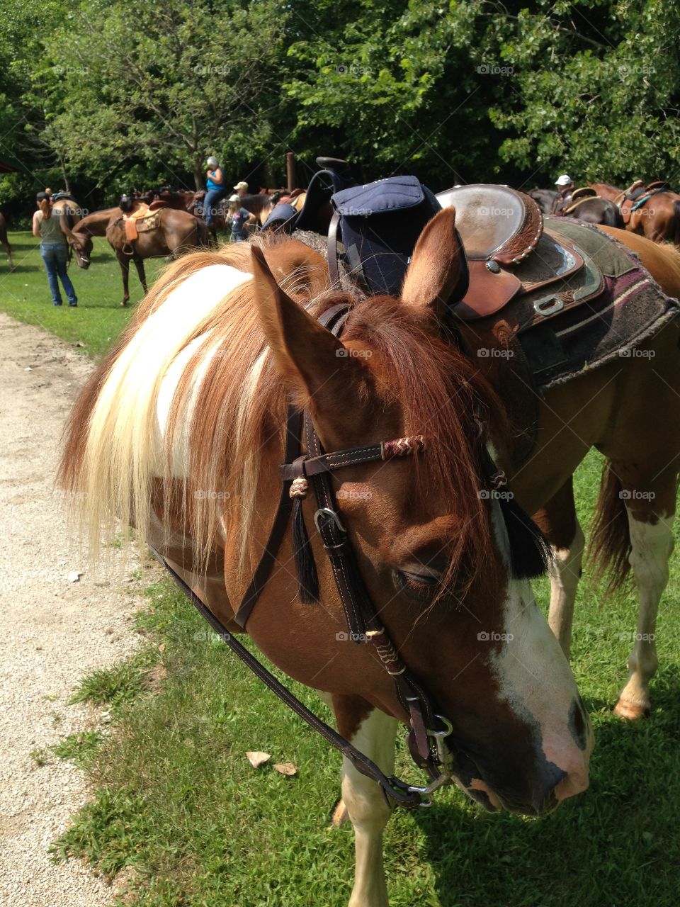 Horseback riding 