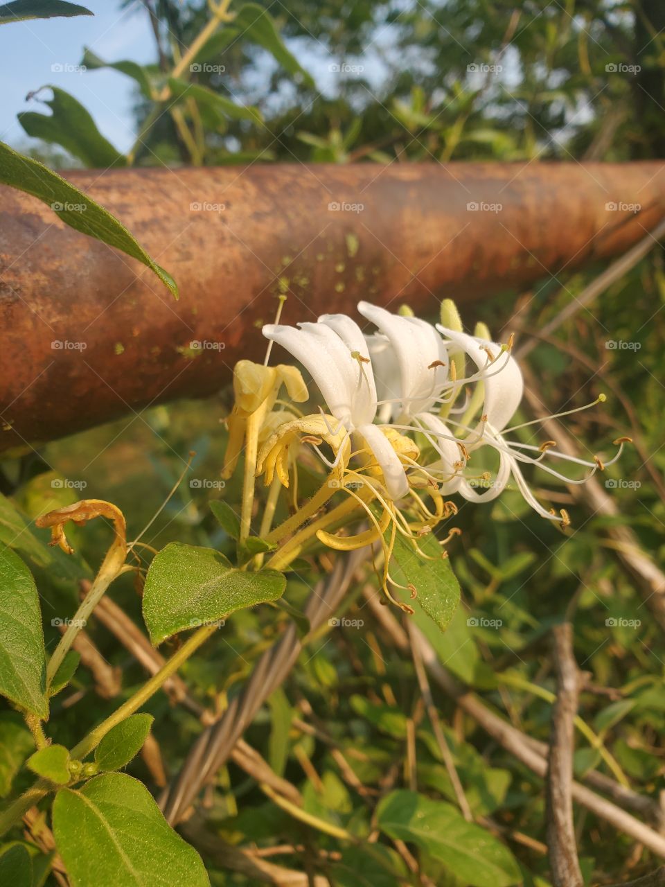 Honeysuckle peaking out of fence line in the morning sun