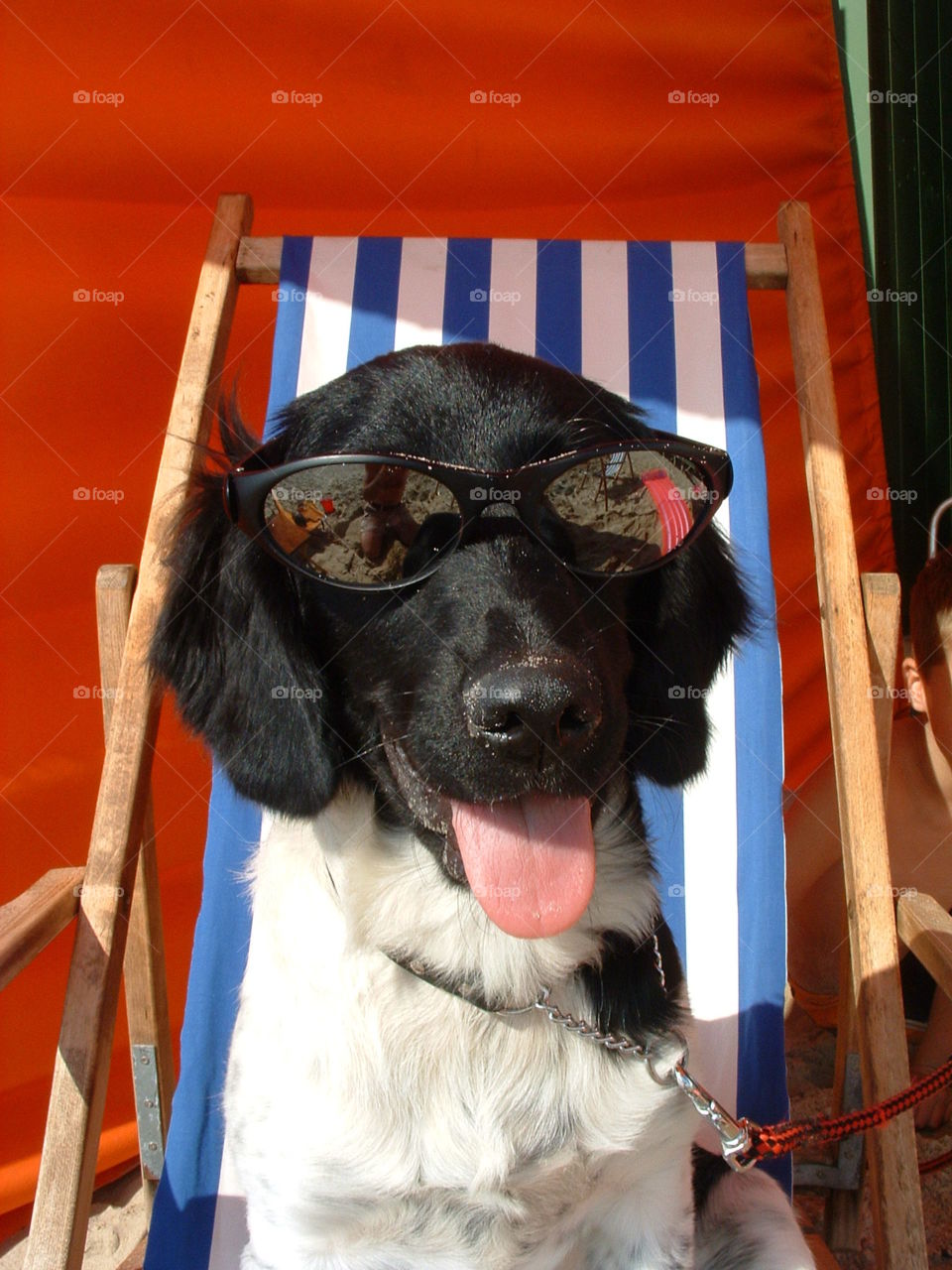 Friese stabij dog. Enjoying the sun at the beach. 