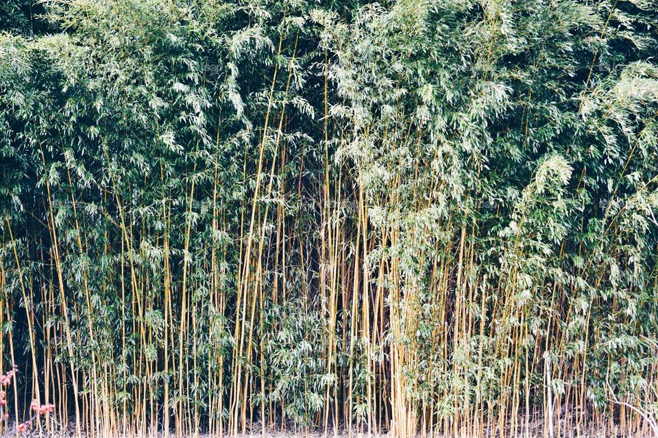 Bamboo 
