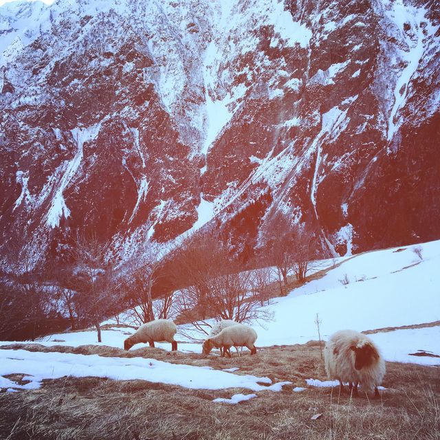 Alpine sheep 