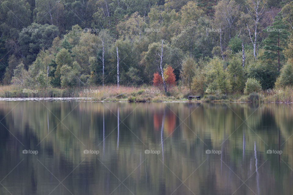 Early autumn forest reflection lake , tidig höst skog träd spegling sjö vatten 