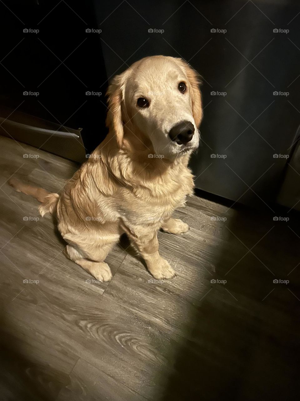 Portrait of a golden retriever puppy