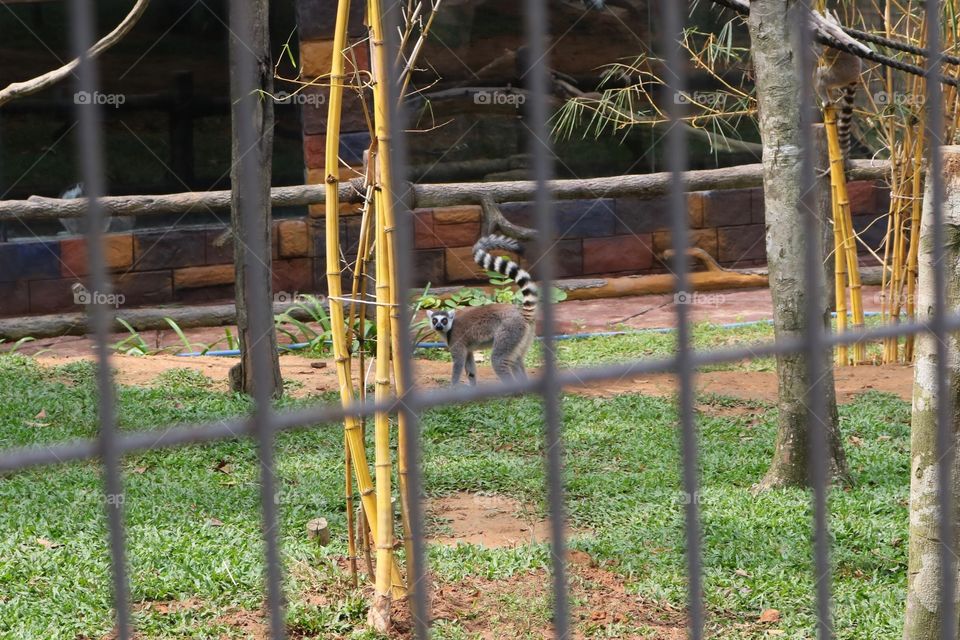 Vietnam - Lemur
