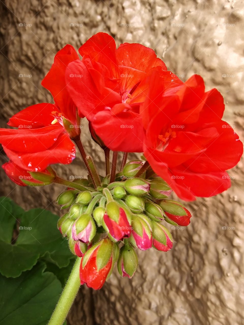 Red flower
