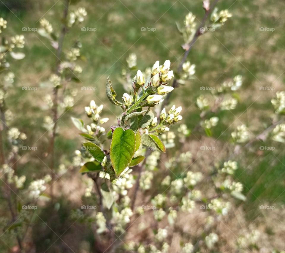 spring nature