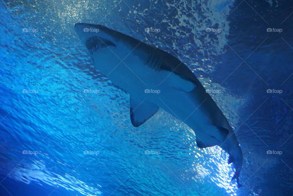 Ocean#world#fish#shark