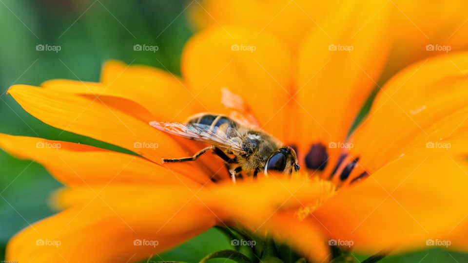 Polinating Honey Bee