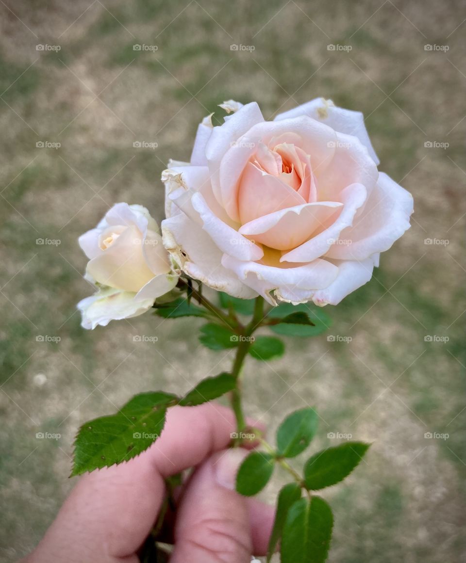 🌹 🇺🇸 Very beautiful flowers to brighten our day.  Live nature and its beauty. Did you like the delicate petals? / 🇧🇷 Flores muito bonitas para alegrar nosso dia. Viva a natureza e sua beleza. Gostaram das pétalas delicadas? 