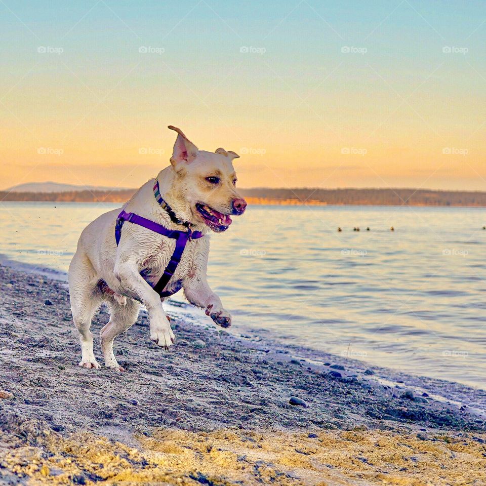 Yellow Labrador jumps into golden scenery