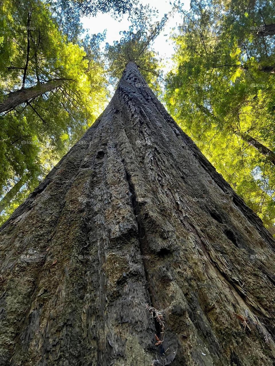 A really cool photograph, looking up at the most biggest tree in the world