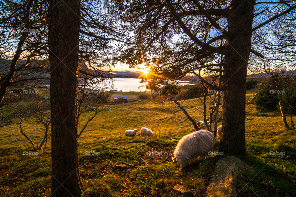 View of sheeps at sunset
