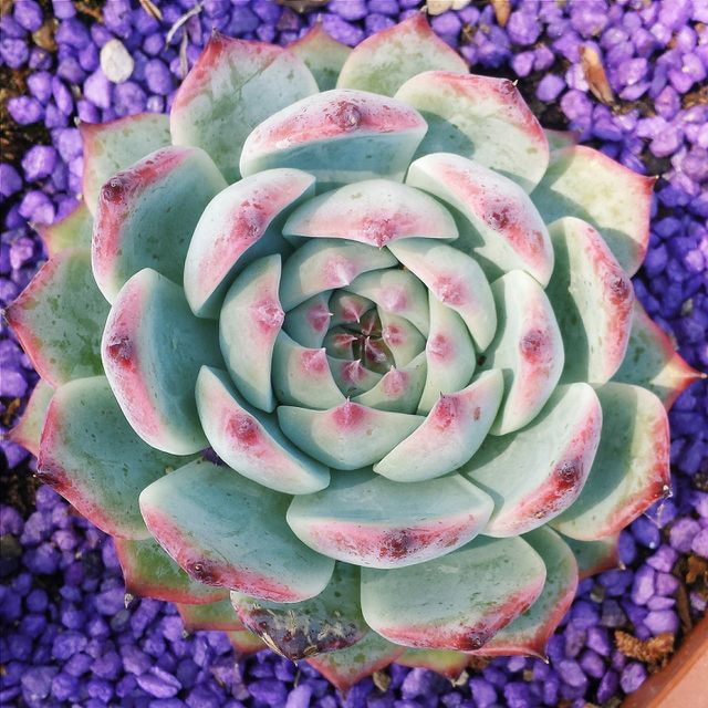 Succulent Love