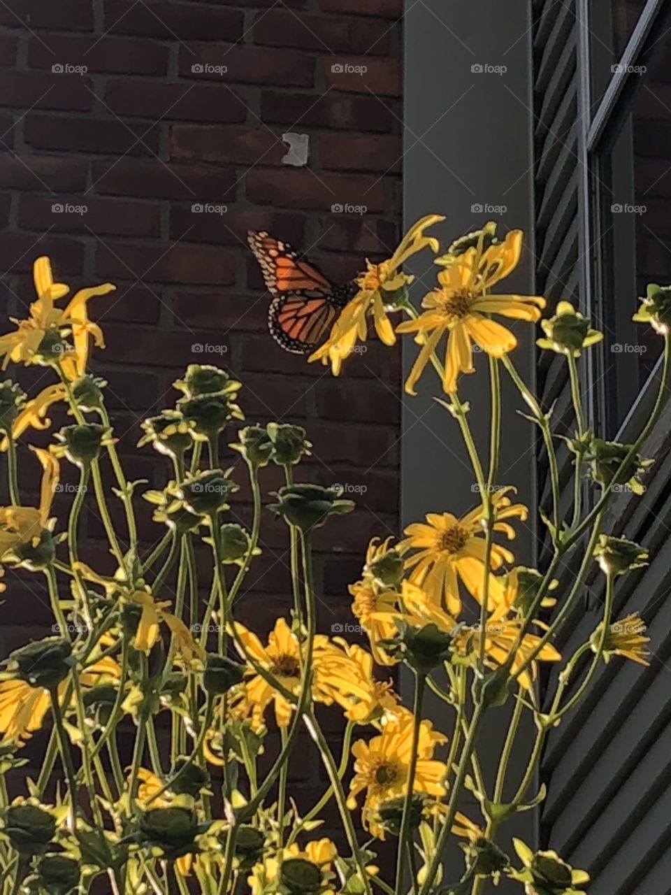 Monarch butterfly