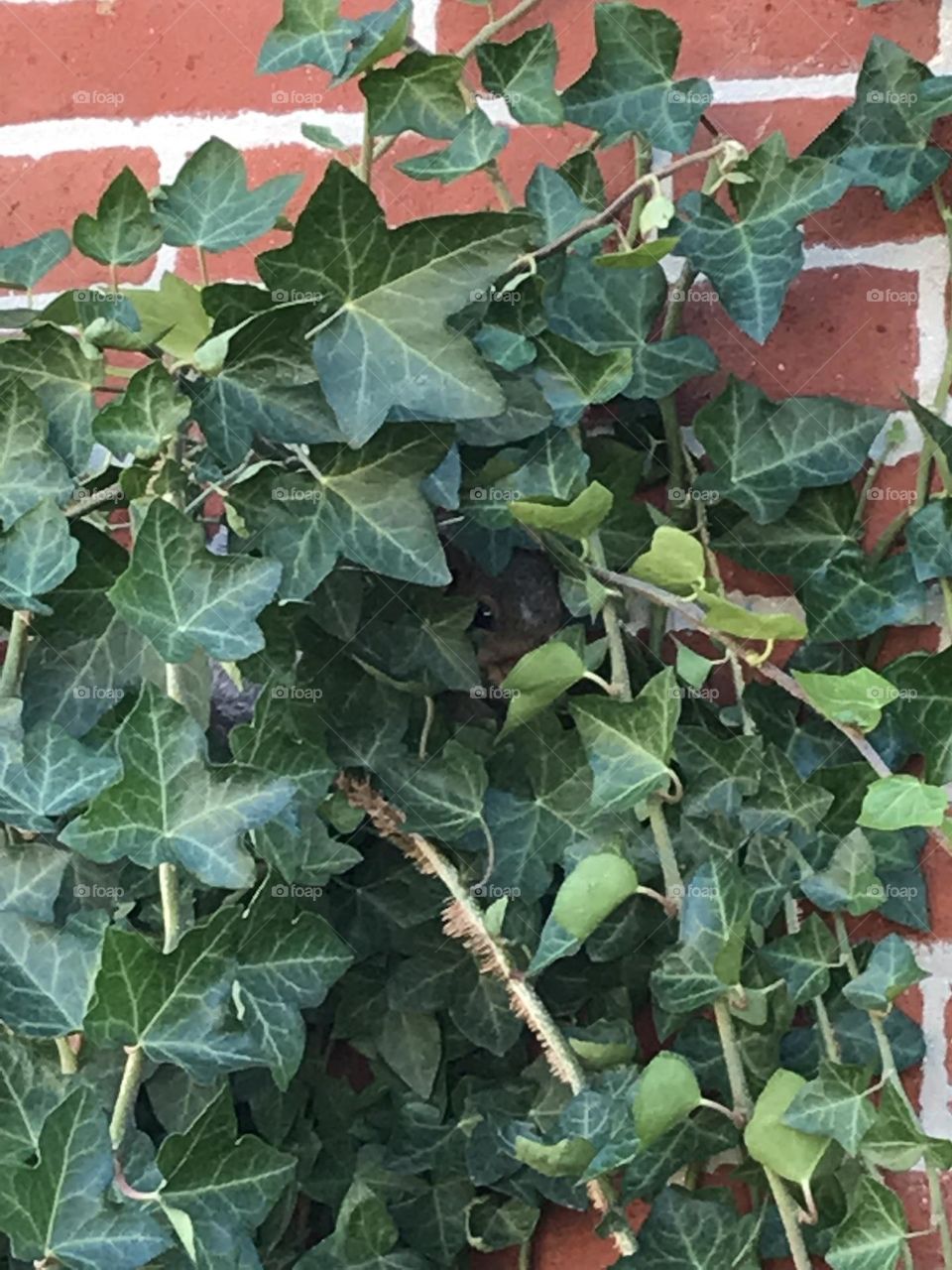 Hiding squirrel 