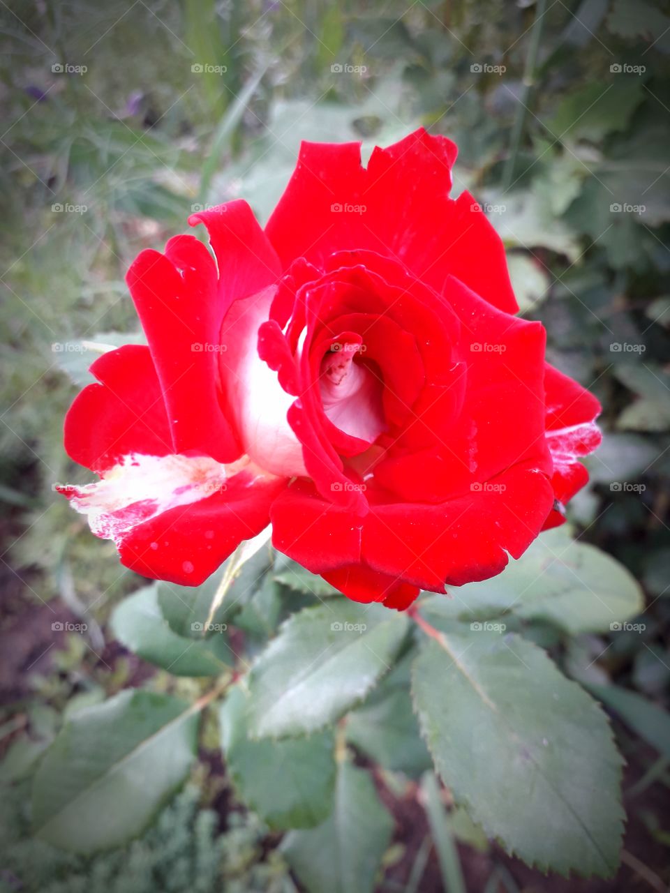 red rose