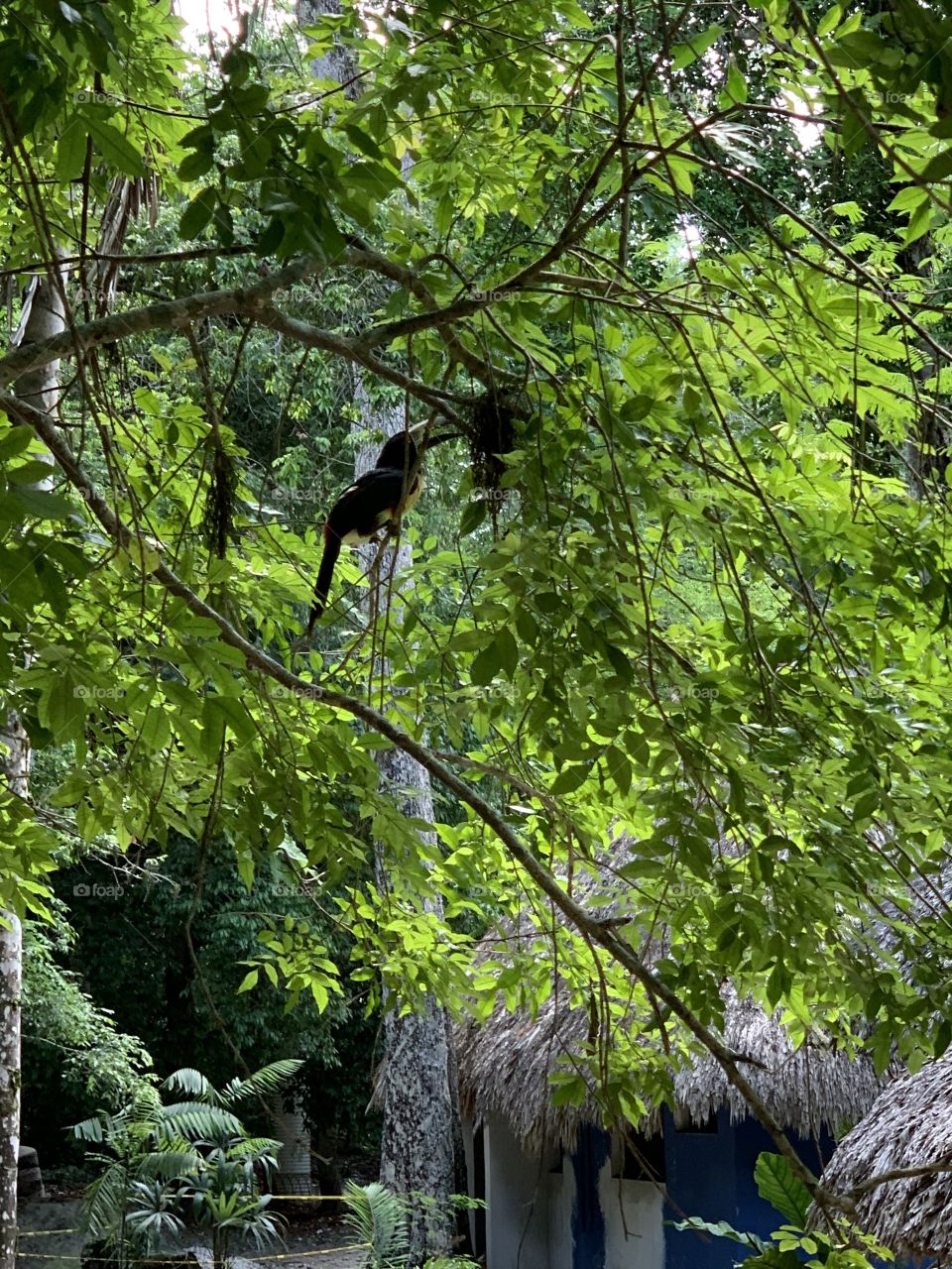 Wild Toucan bird eating from brances 