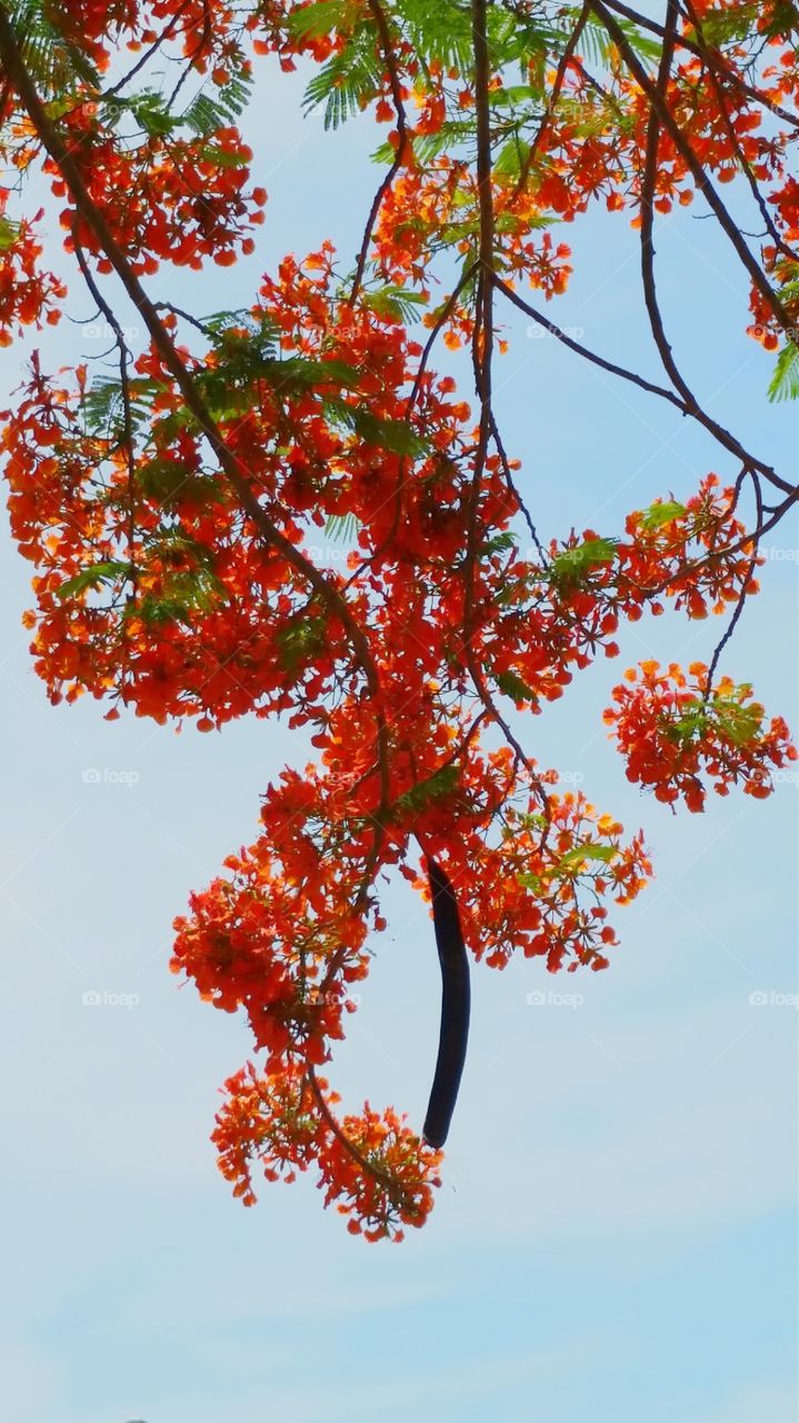 Poinciana tree. Poinciana tree in bloom, also known as Flamboyant or Flame tree